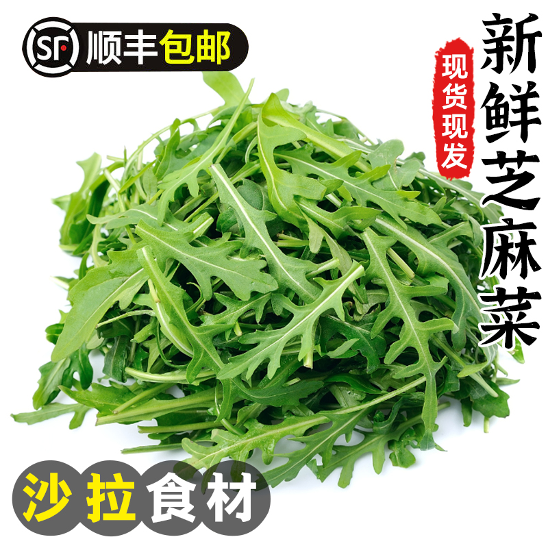 芝麻菜新鲜芝麻叶沙拉蔬菜食材轻食西餐生菜食用火箭菜顺丰