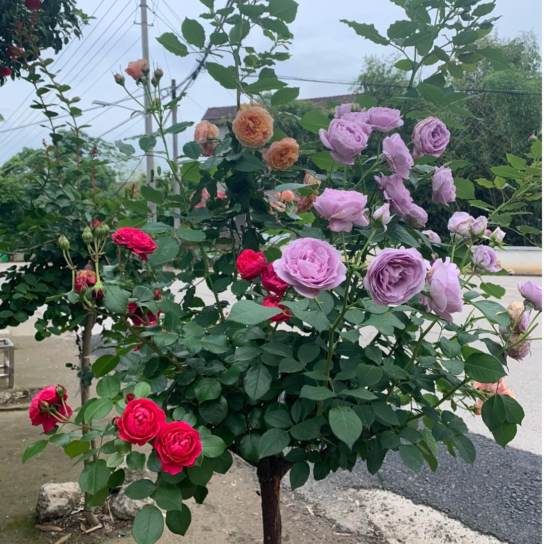 多色【土球修剪发货】棒棒糖季节月季四季开花盆栽阳台庭院好养活