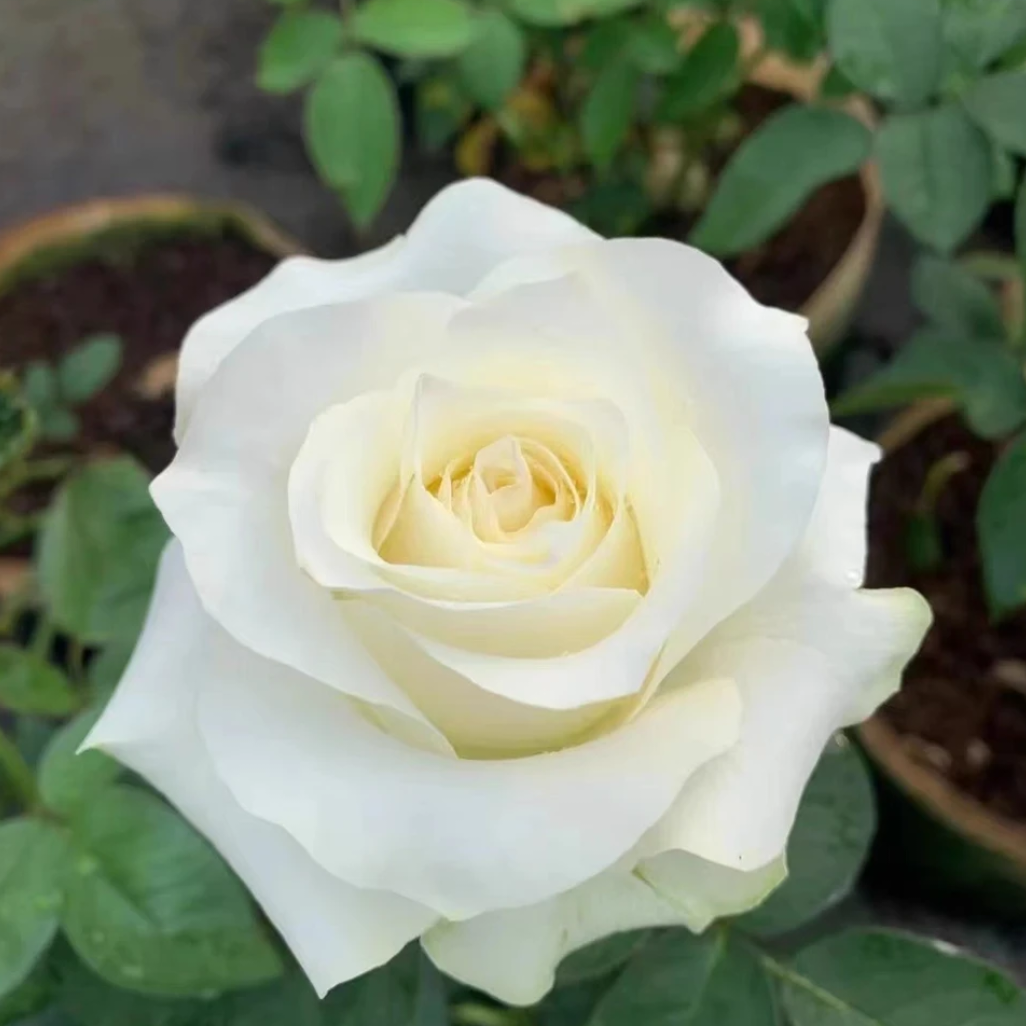 (白巧棒棒糖)月季花棒棒糖树桩花树状形四季开苗庭院地栽阳台切花