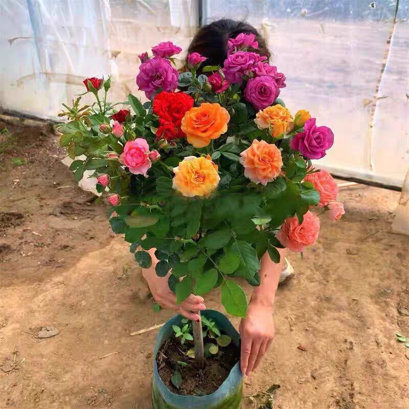 (高杆)树桩树状月季花棒棒糖棒大花切花庭院地栽阳台盆栽四季浓香
