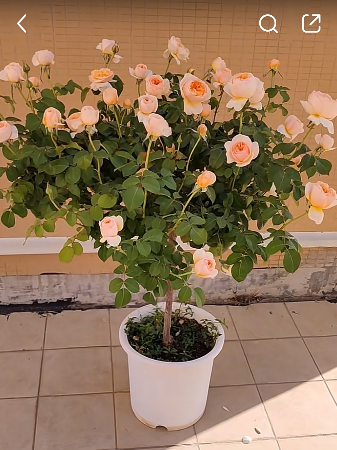 （朱丽叶棒棒糖）阳台盆栽树桩树状月季花苗阳台盆栽庭院地栽大浓香