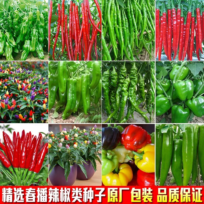 辣椒苗薄皮椒苗长线椒苗螺丝椒苗朝天椒苗牛角椒苗阳台四季蔬菜苗