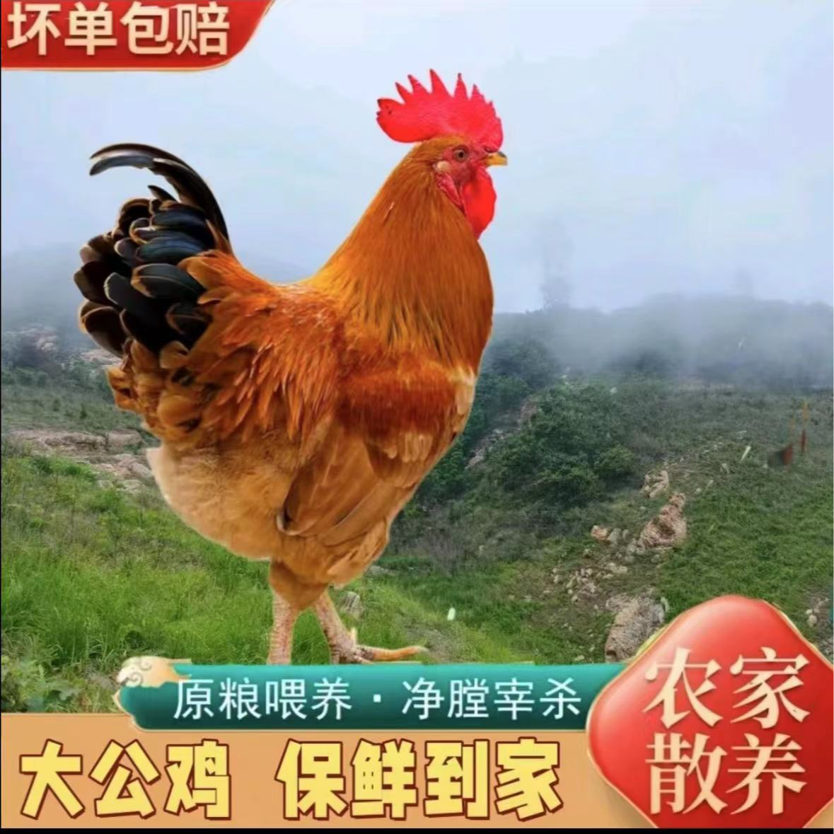 买1送1【发2只8斤大公鸡毛重】散养300多天大公鸡土公鸡净膛5-6斤