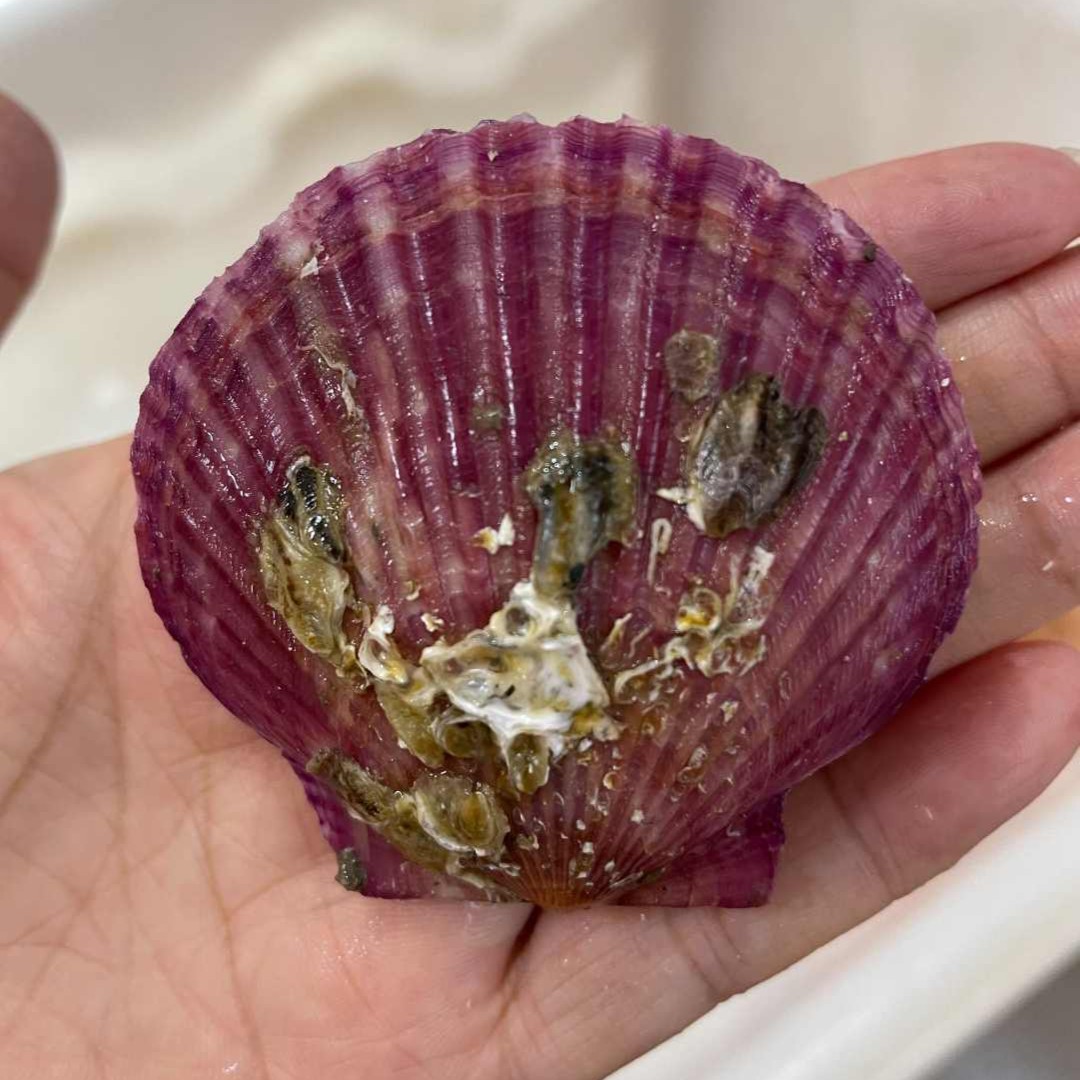 周末福利 红贝港湾贝 19.9 3斤