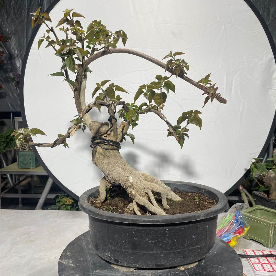 【一物一拍】三角梅老桩造型盆景桩花卉基地直播对应价格拍