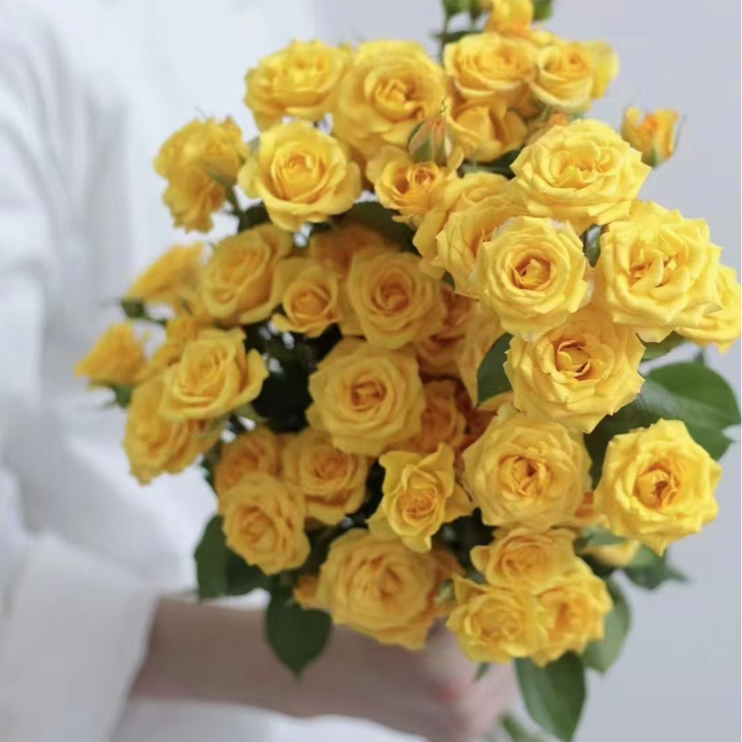 梦幻芭比多头玫瑰-家养鲜花云南基地直发-任意两单包邮