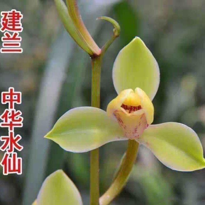 建兰:中华水仙3-5苗一盆
