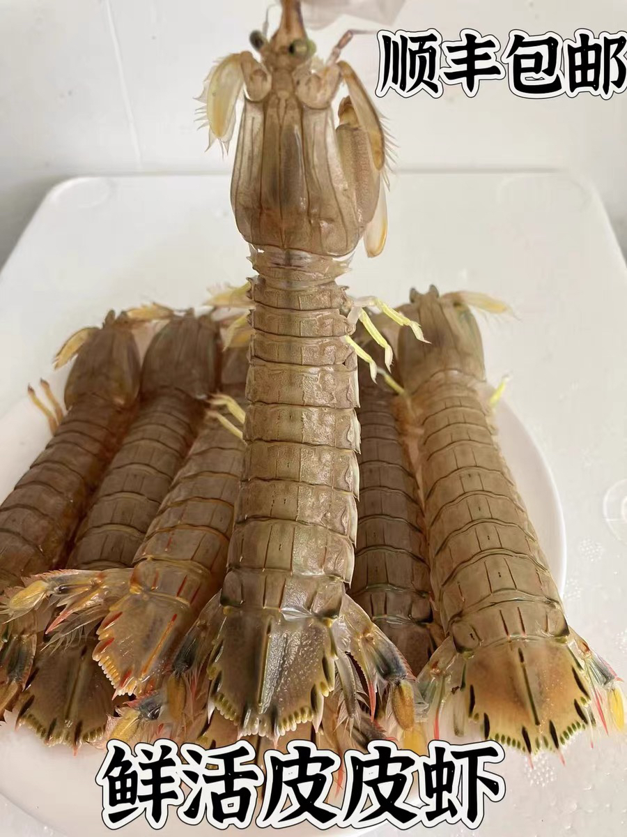渤海湾本地皮皮虾 3斤起拍 保鲜保肥不保活