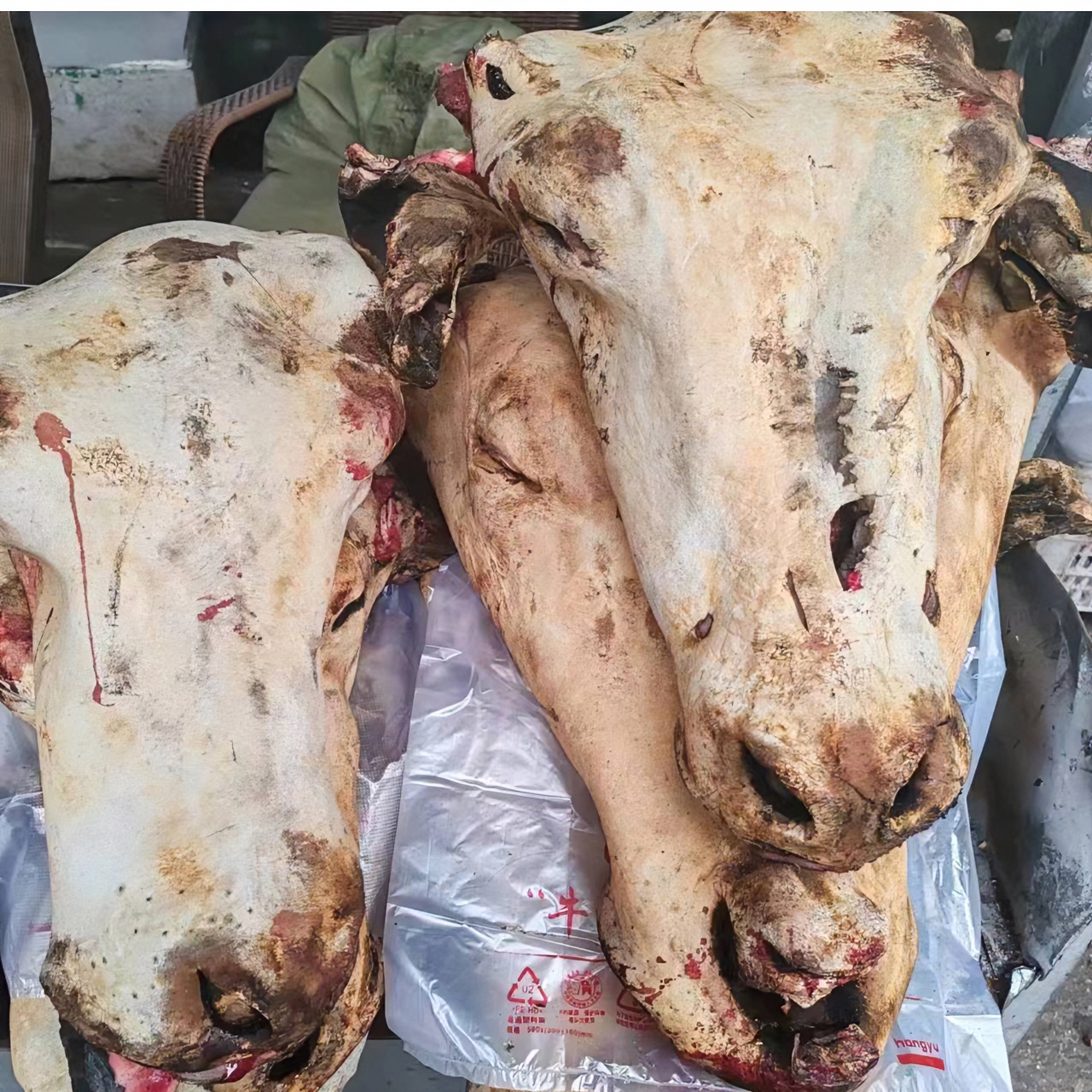 （牛头）川西高原牦牛肉去骨牛头25一斤新鲜原切原产地直发冷链包邮