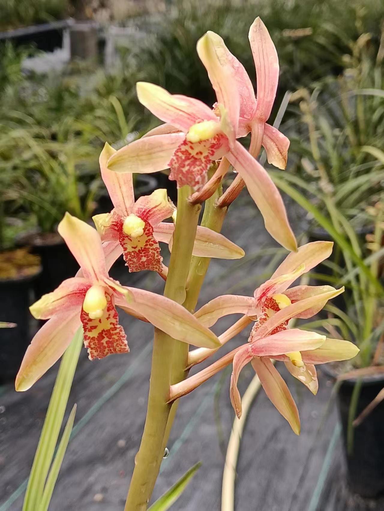 九寨沟县惠兰红香妃黑紫妃红花白花兰花各种色花非偏远地区包邮