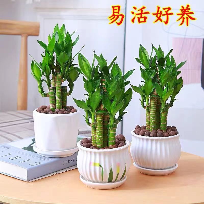 【精品】步步高富贵竹荷花竹水养盆栽办公室内绿植客厅摆放吸甲醛