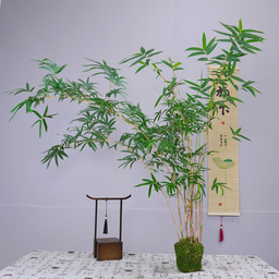 红竹红观音竹，丛林意境款摆放室内桌面，阳台，落地窗