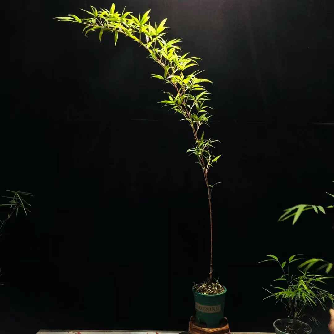 红竹红观音红韵竹室内精品飘枝意境竹子高度一米五左右