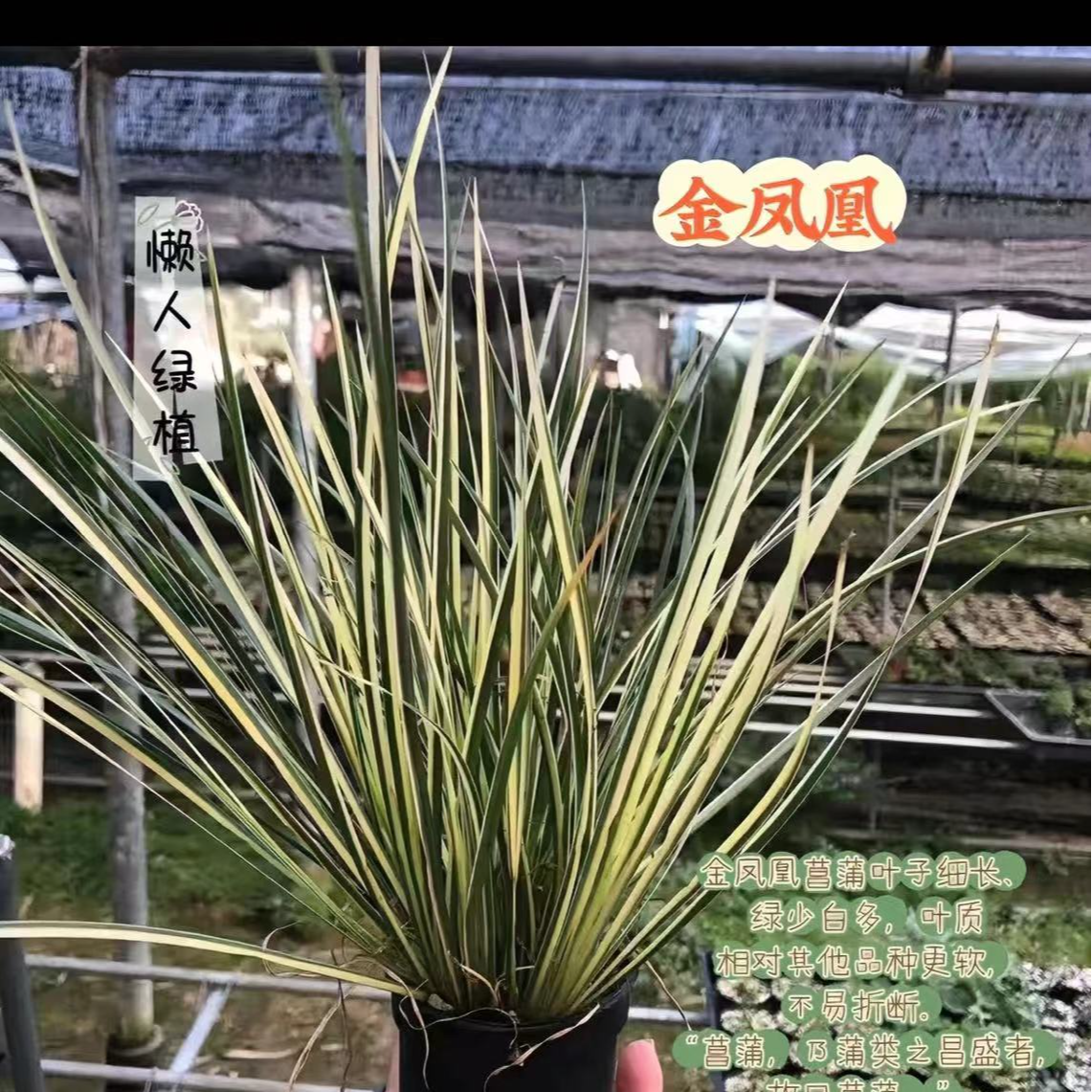 茶桌精品小绿植菖蒲金凤凰