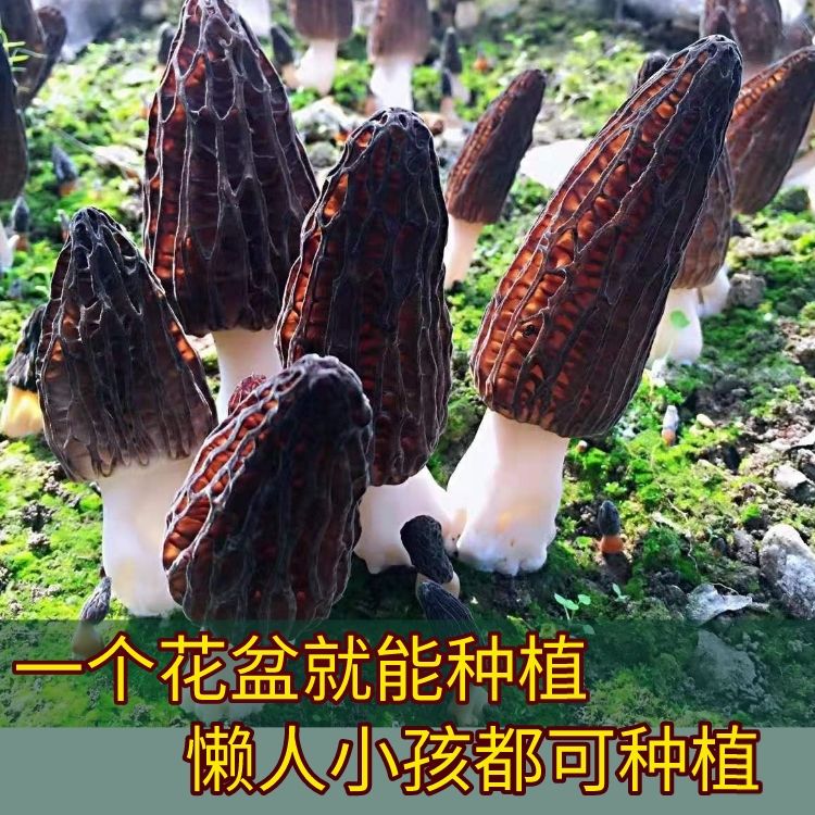 野生羊肚菌速产人工种植食用菌编笠菌羊肚蘑阳台花盆庭院四季种植