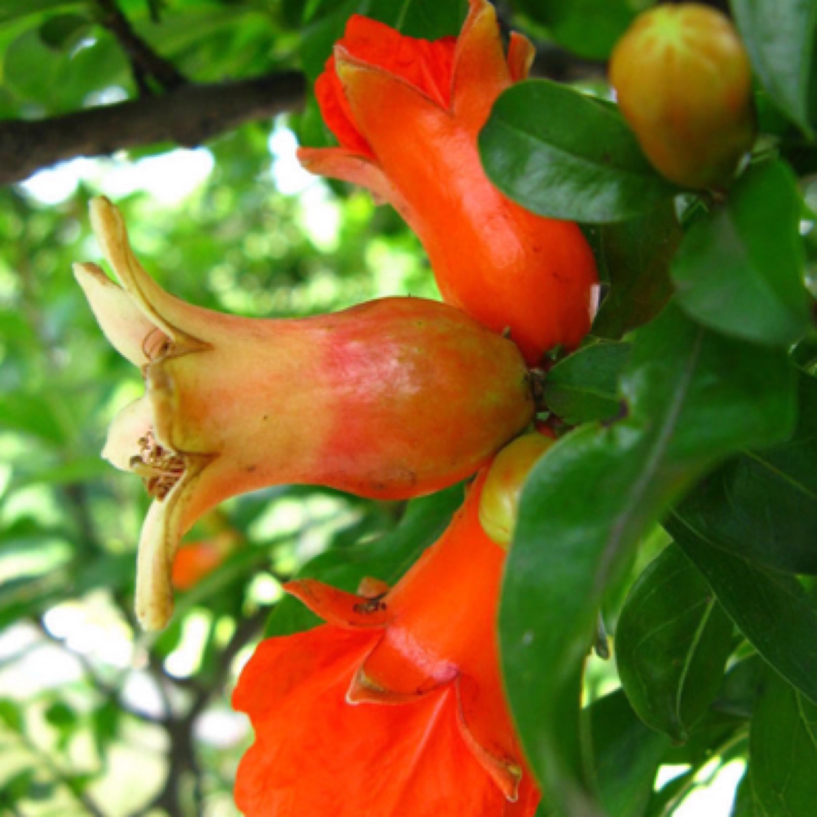 正宗对版突尼斯庭院别墅盆栽地栽植物