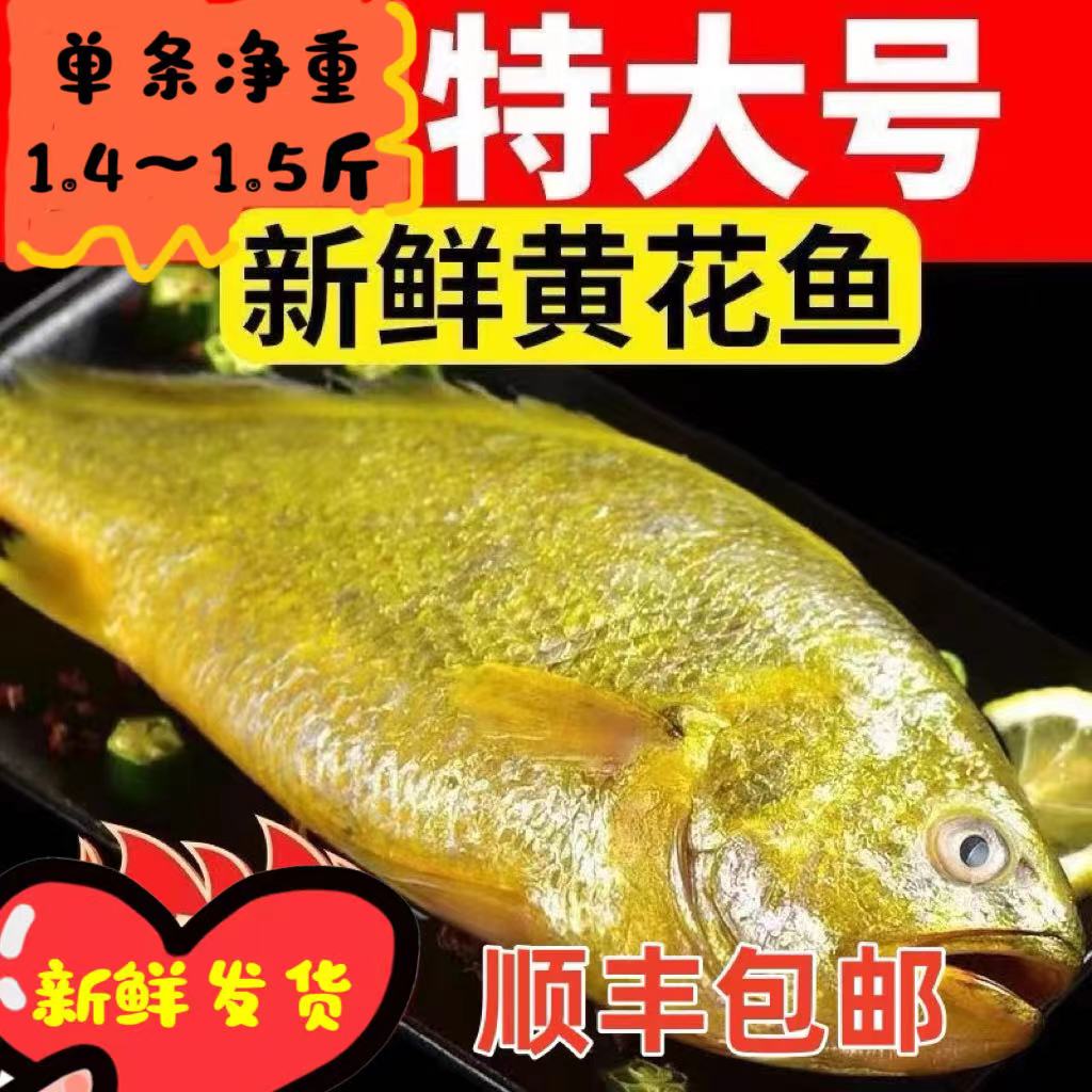 日照发货 大黄花鱼单条1.4到1.5斤左右 顺丰运输