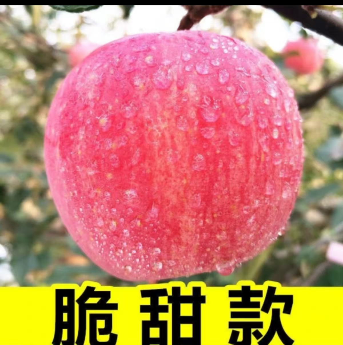当季新鲜水果红富士5斤当季水果苹果香甜可口肉厚多汁电商盒发货