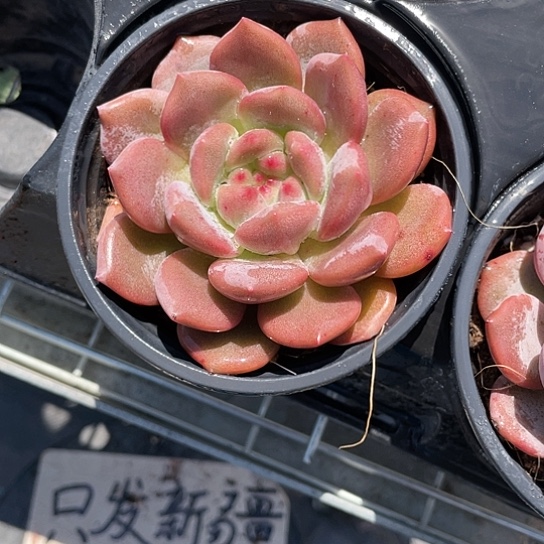 林依晨多肉带盆发货