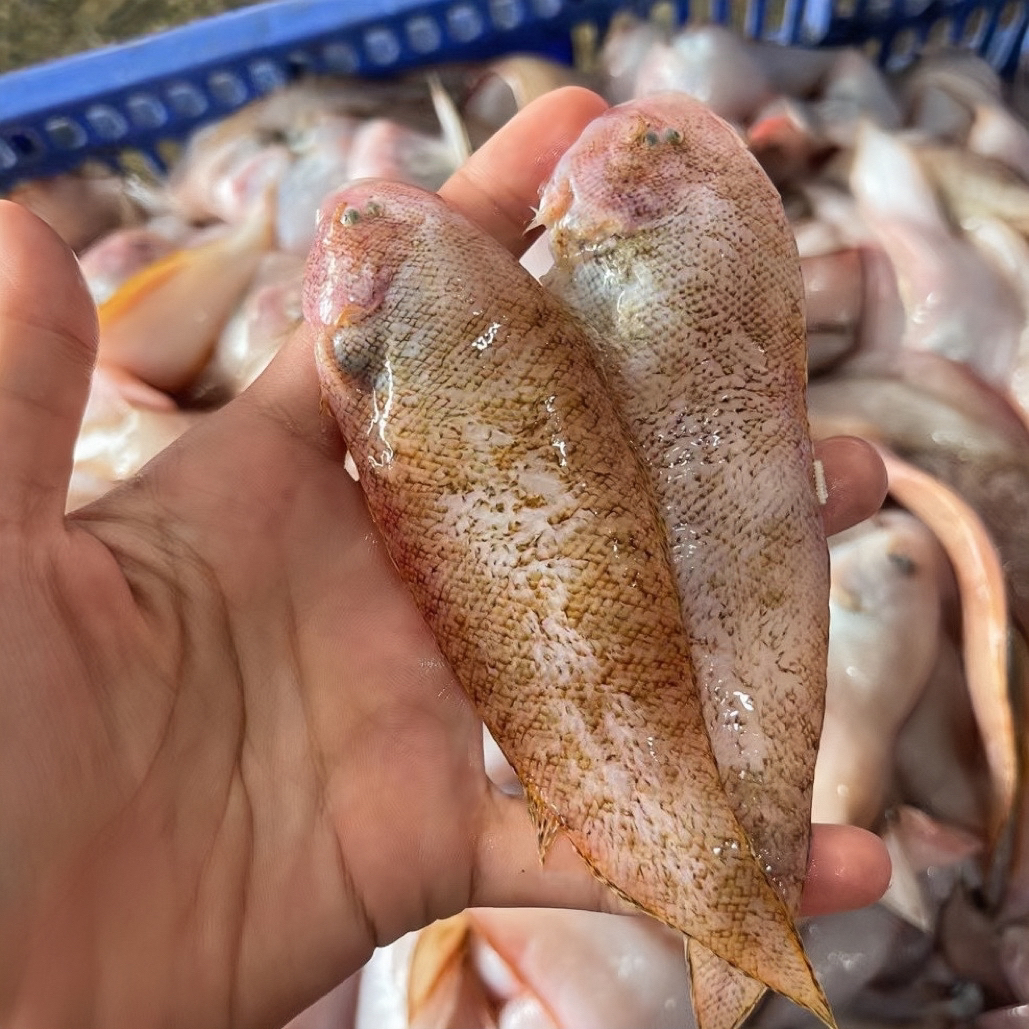 神泉本港 厚肉中大条龙舌