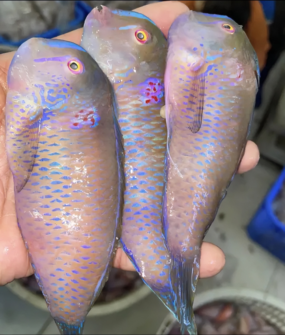 神泉本港 中马头 拍一发五