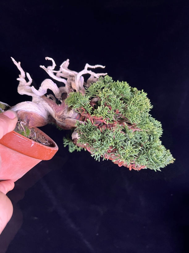 日本真柏造型系鱼川盆栽