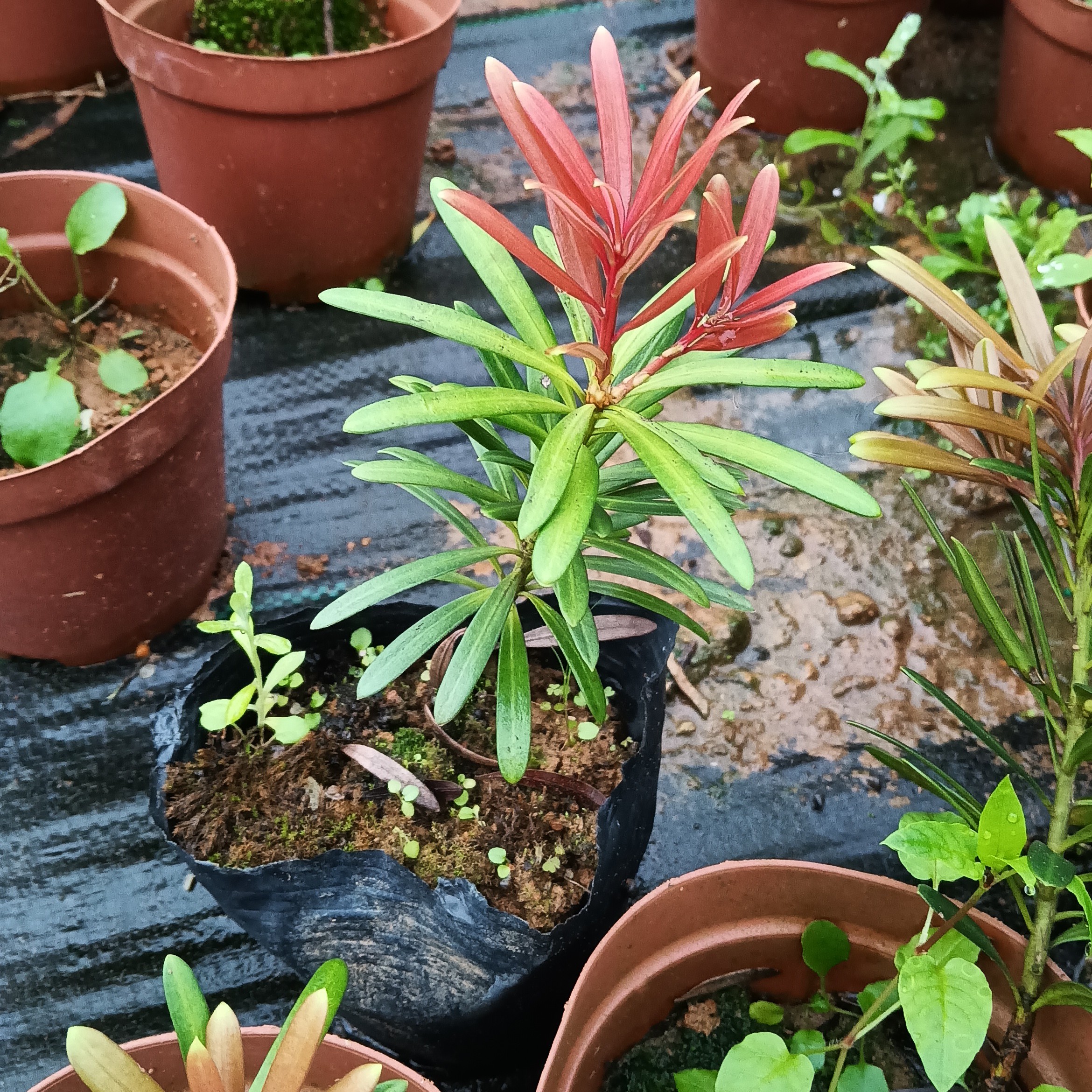 【小黑专属】【高价】一物一拍罗汉松专场福利，自家园子【抖】