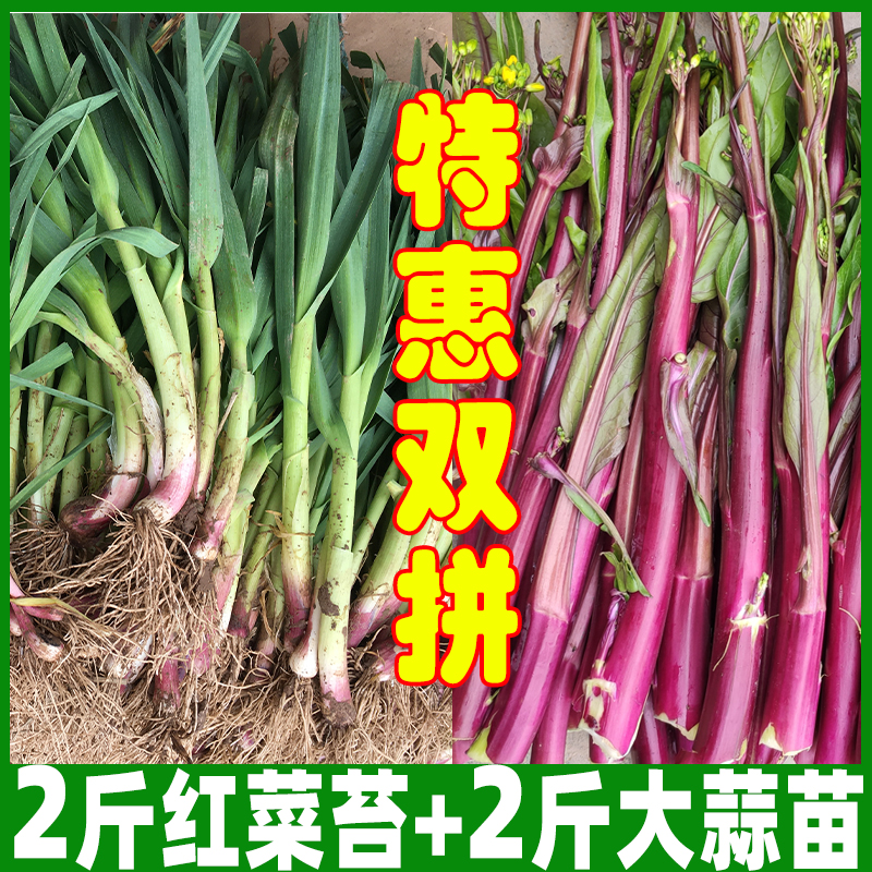 湖北特产农家蔬菜新鲜红皮大蒜苗红菜苔新鲜蔬菜现摘现发4斤混搭