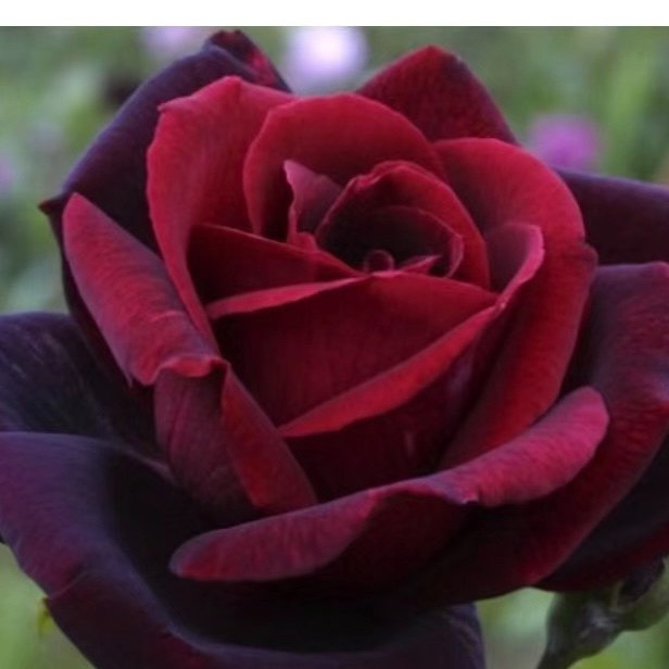 【梅昂爸爸】灌木月季 黑红色大花浓香四季开花庭院阳台种植