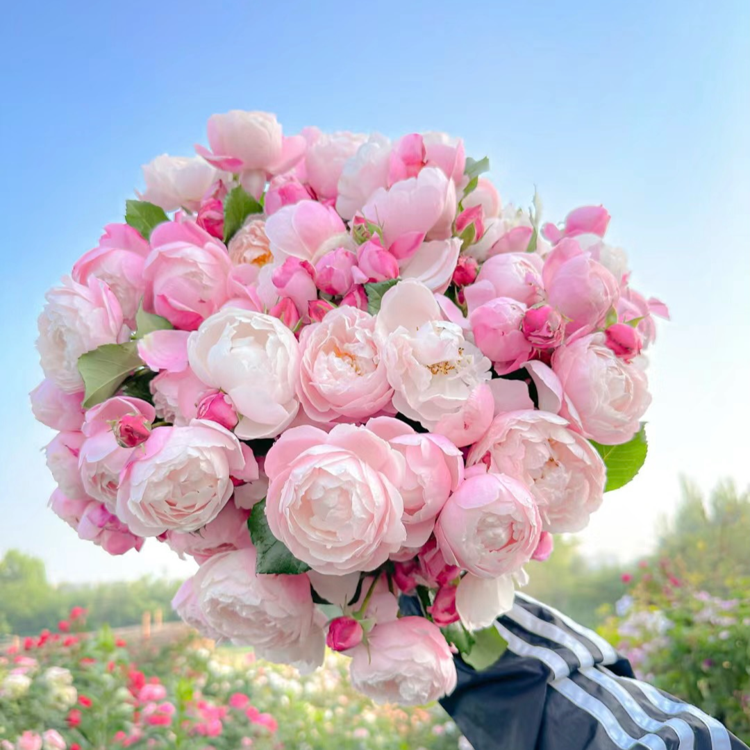 【羽毛】灌木月季花苗河本纯子盆栽庭院植物多季开花中香玫瑰花卉