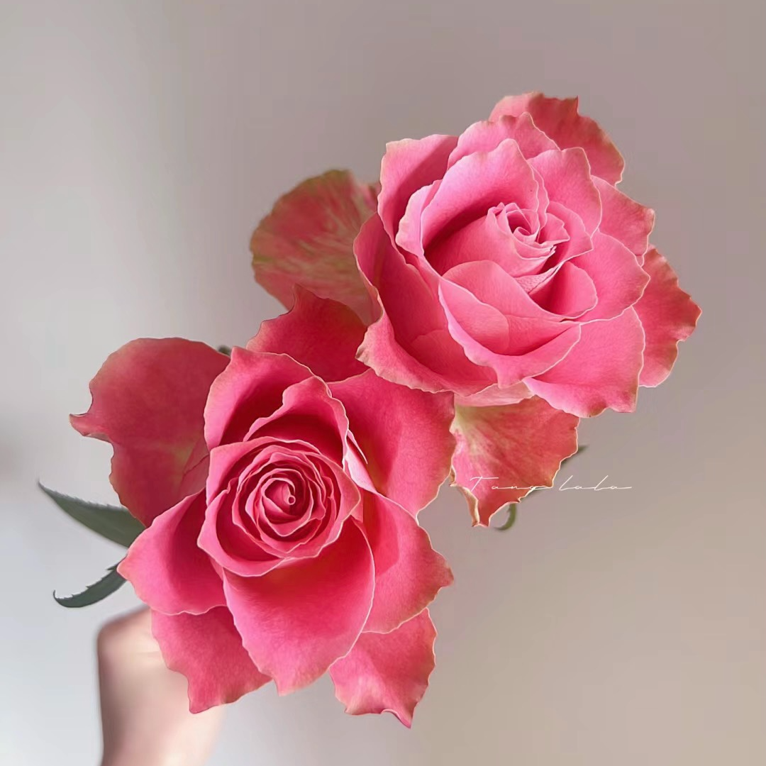 【日本故事】 新品大花玫瑰苗盆栽切花月季