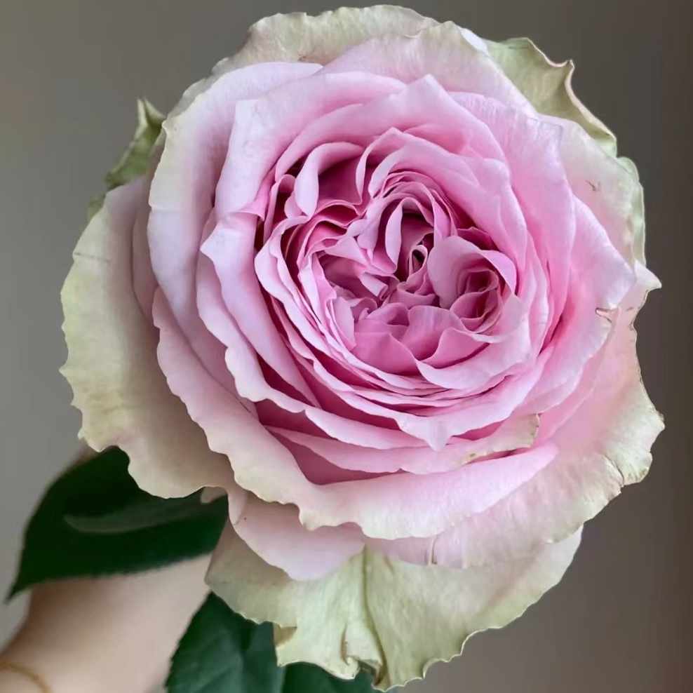 【切花莫妮卡】灌木月季 也叫彼岸复古粉色带波浪边四季开花