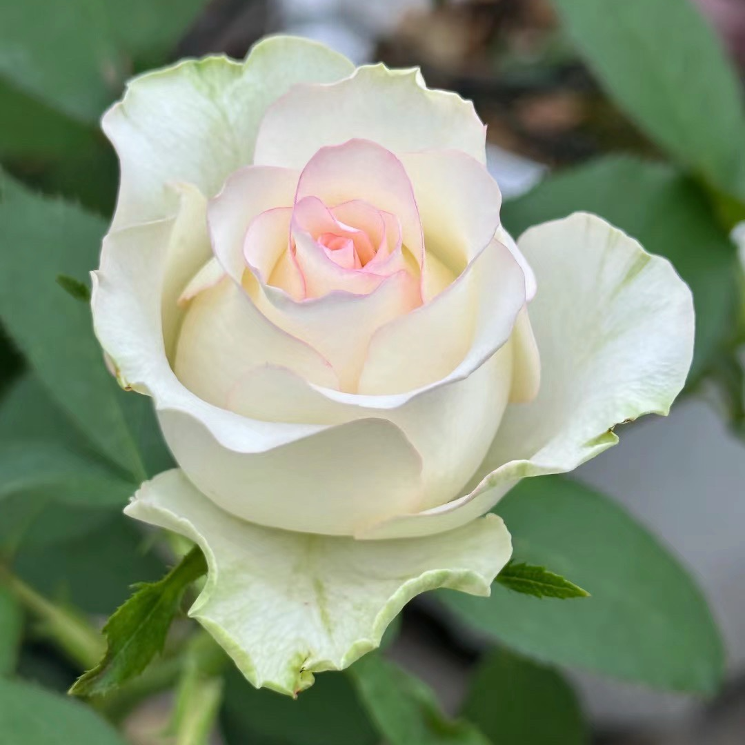 【白艾莎】新品月季切花月季蔷薇玫瑰阳台庭院多季节开花盆栽