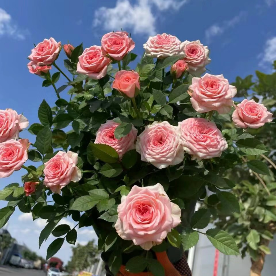 【仙度瑞拉】灌木月季  粉色多头四季开花庭院阳台种植