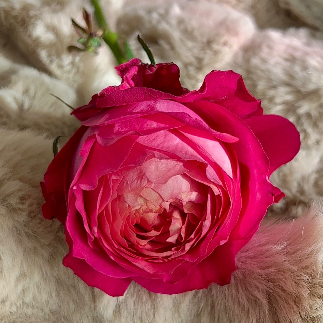 【月光美人】新品美人系列 灌木月季