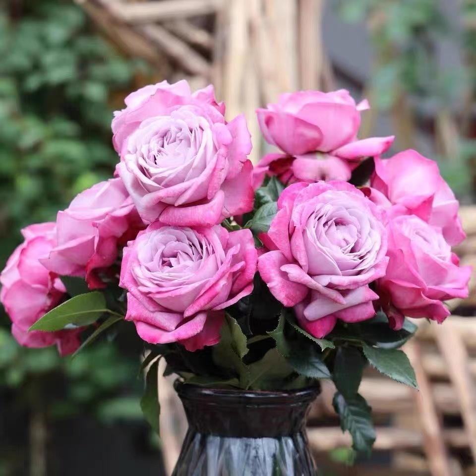 【紫魂香水】灌木月季紫色大花浓香丰花勤花庭院阳台多季开花花卉