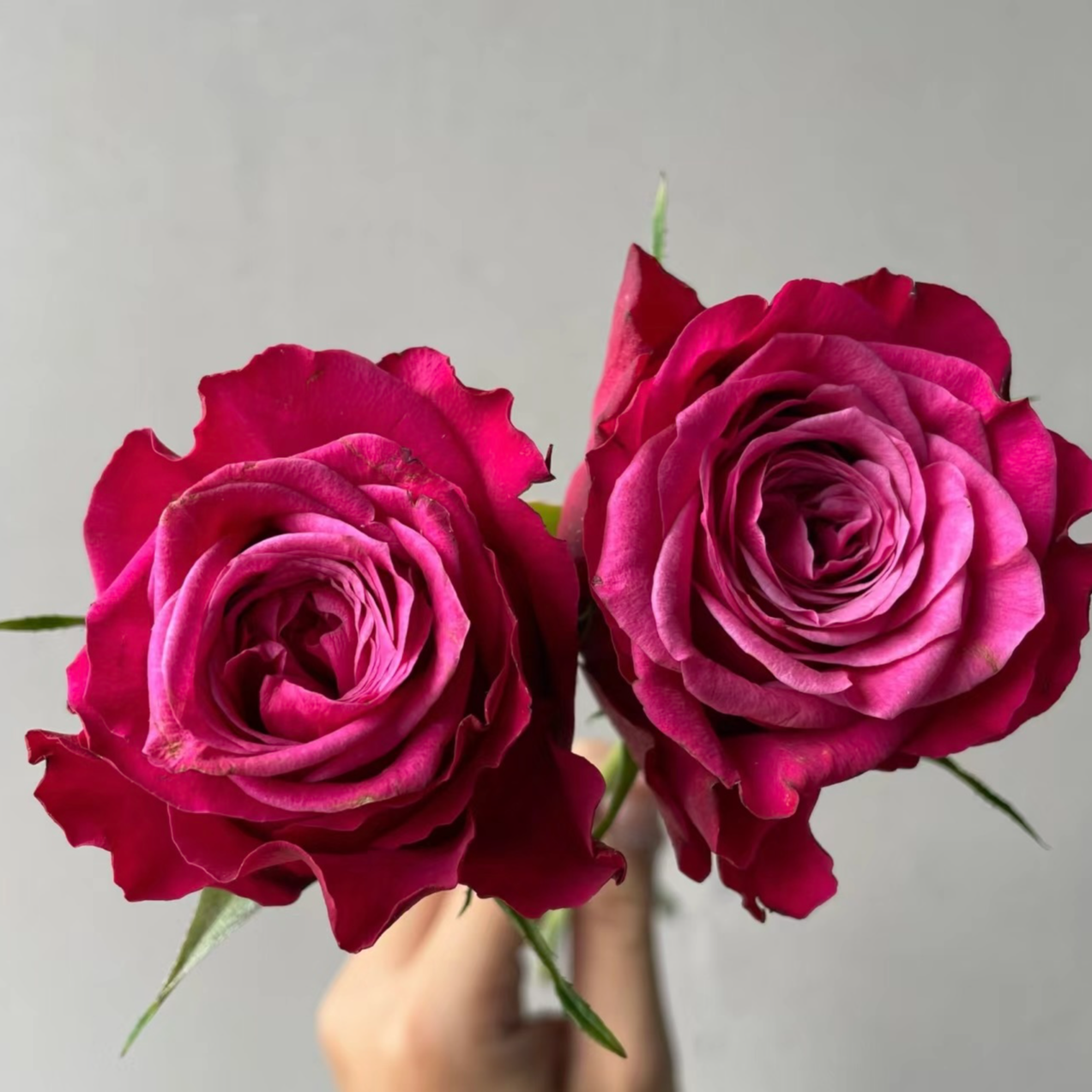 【苏珊】灌木月季 新品切花玫红色 四季开花