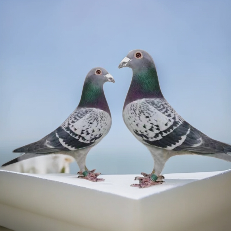 农村散放草土鸽一对2只（介意小勿拍）