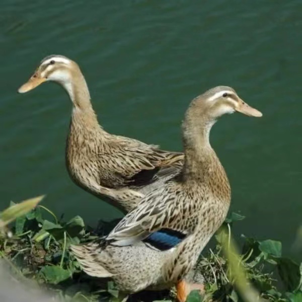 （改价链接一物一拍）乡下散养土麻鸭（煲汤专属）