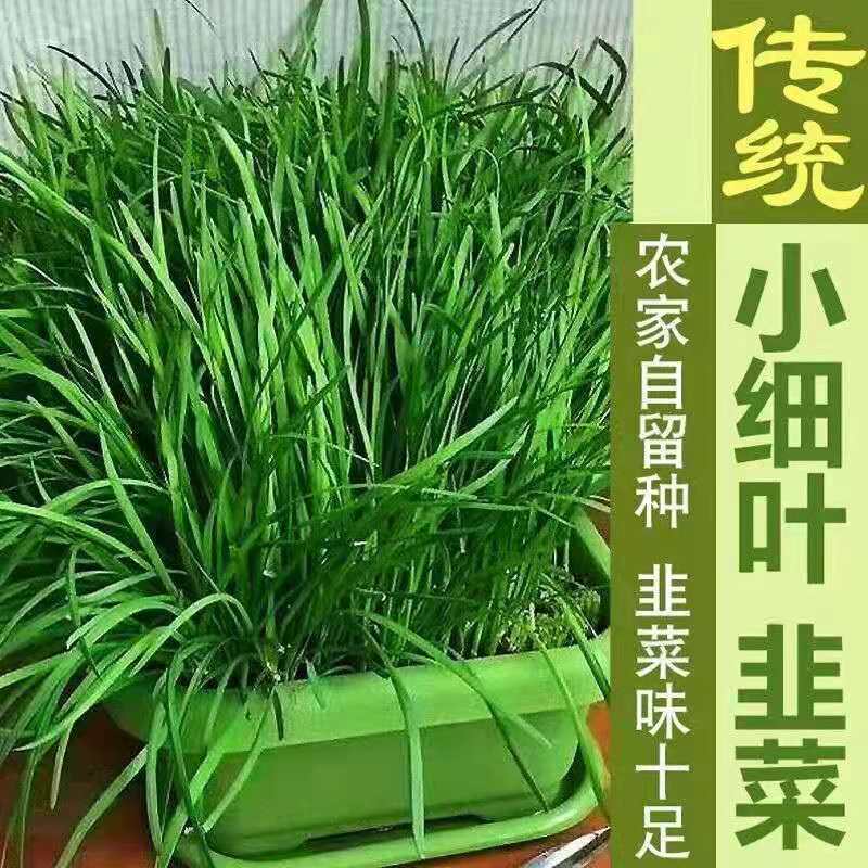 新韭菜根香韭菜农家传统小细叶韭菜根四季绿植盆栽庭院种植易成活