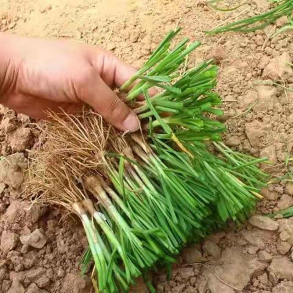 韭菜根苗带土秋后种的蔬菜小叶红根农家细叶香韭菜头种植壮跟南方