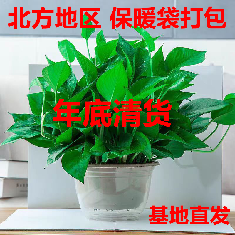 【年底清货亏本卖】绿萝盆栽室内好养吸除甲醛净化空气植物绿植大盆