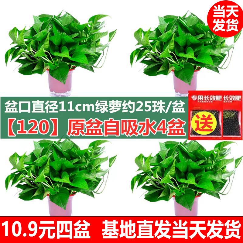【今日特价】绿萝盆栽室内除甲醛绿植好养水培植物净化空气绿箩花卉