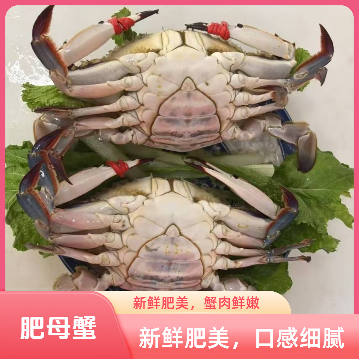 肥母蟹螃蟹 3斤起售 规格单只2-3两  掉爪正常【保鲜不保活】