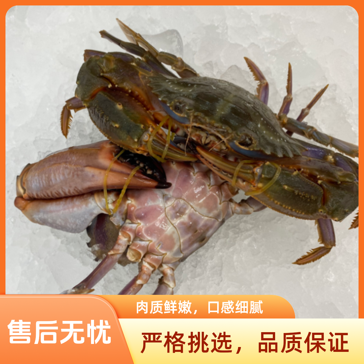 【保鲜不保活】海虹花盖 （单只1~2两，2~6斤）天津同城跑腿送达