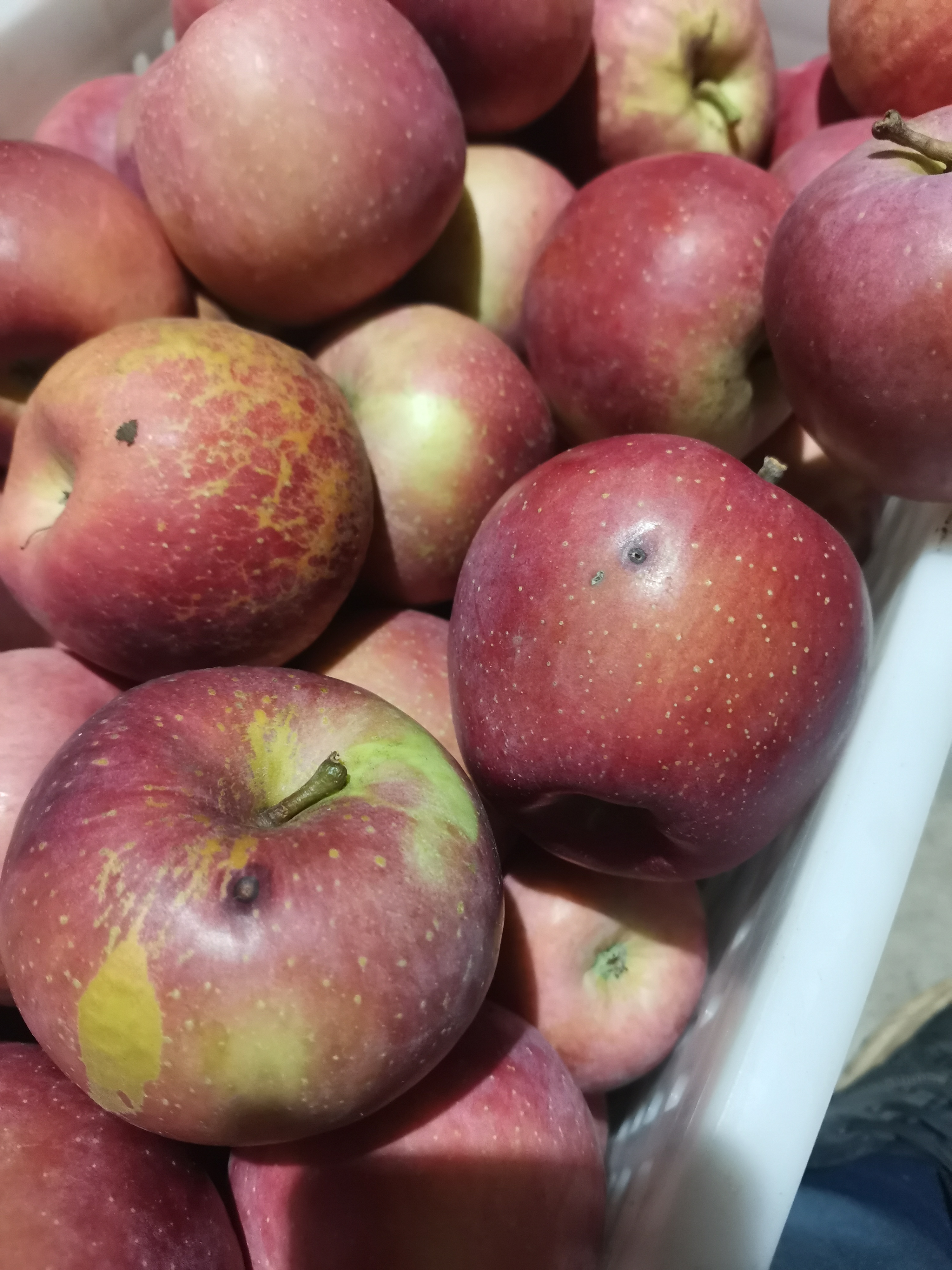 张波家的丑苹果，太阳晒软果，次果，裂果，冰雹果不包售后介意勿拍