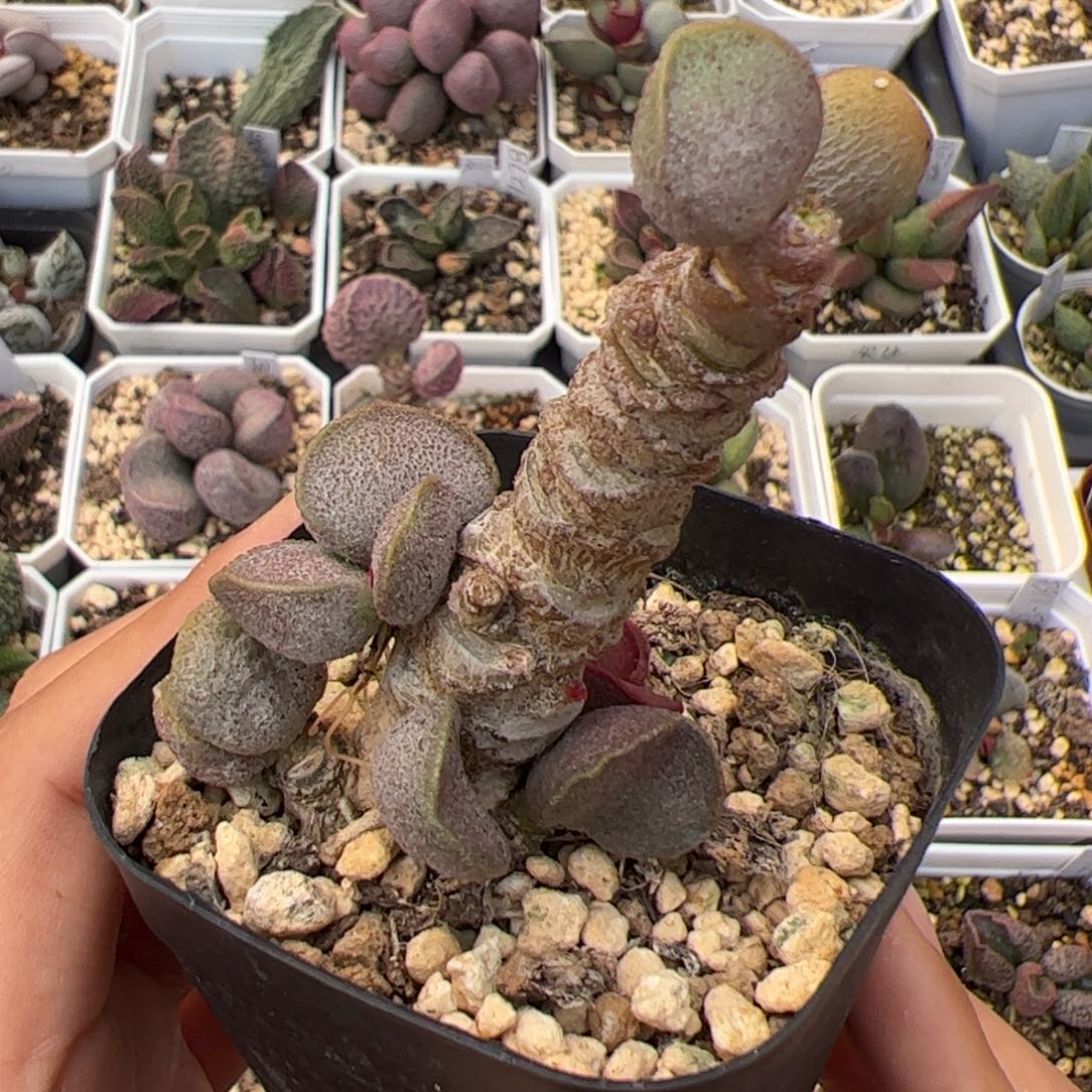 锦鲤磨砂蛋除偏远地区满38脱土发圆通拍下不退不换不包掉叶