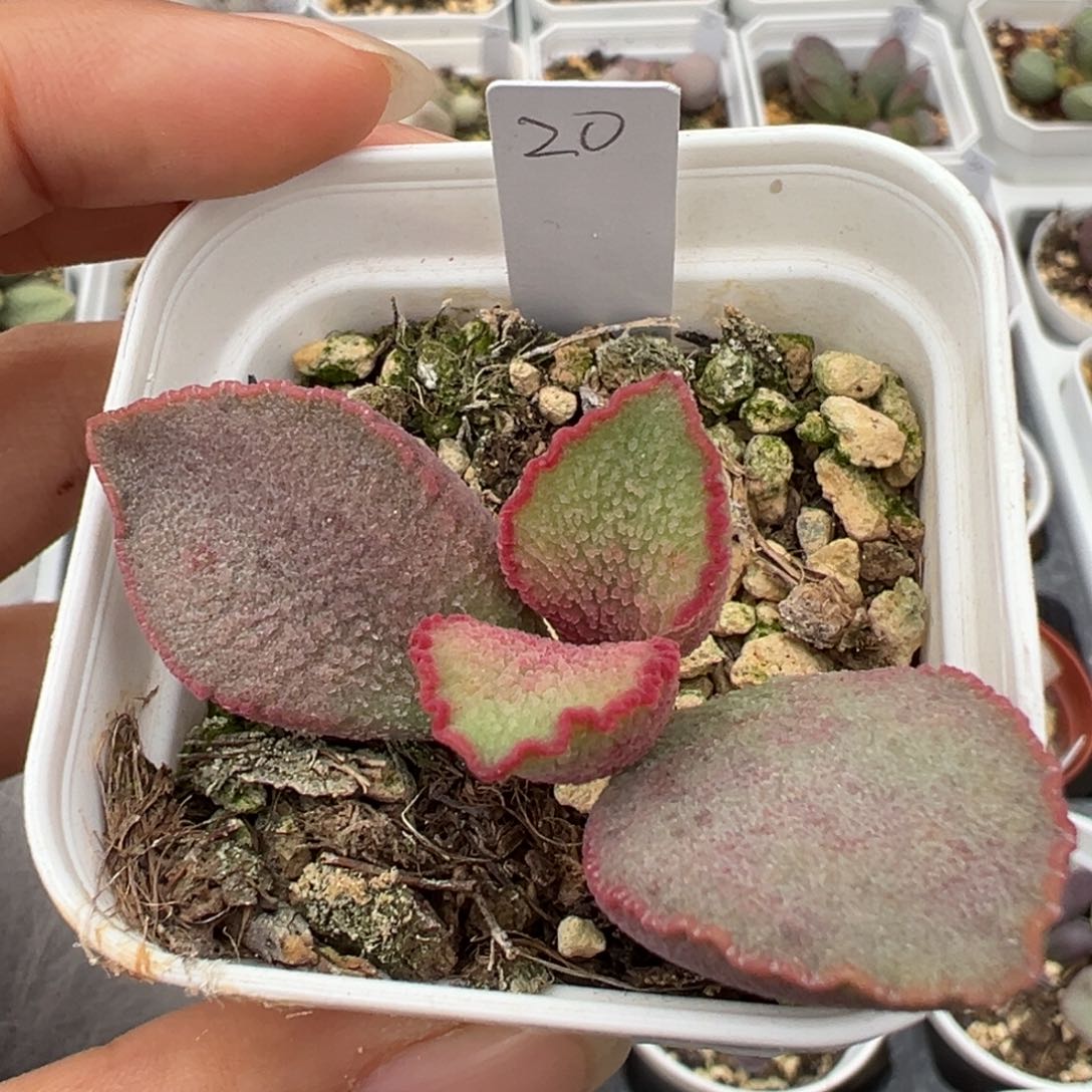 磨砂蛋除偏远地区满38脱土发圆通拍下不退不换不包掉叶