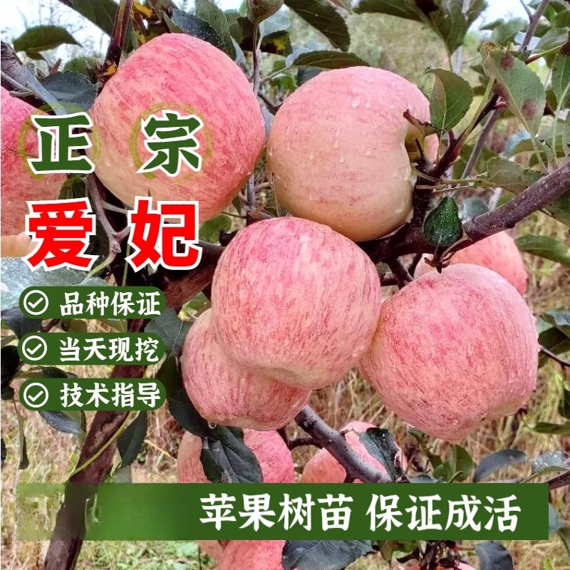 新西兰爱妃苹果苗嫁接艾妃晚熟特大果树苗盆栽南方北方地栽脆甜
