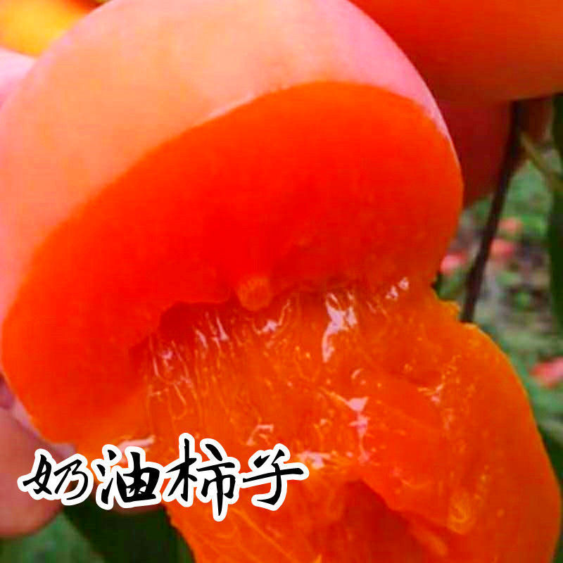 包成活奶油柿子树苗软糯香甜蜜汁柿子树苗庭院当年结果苗原土发货